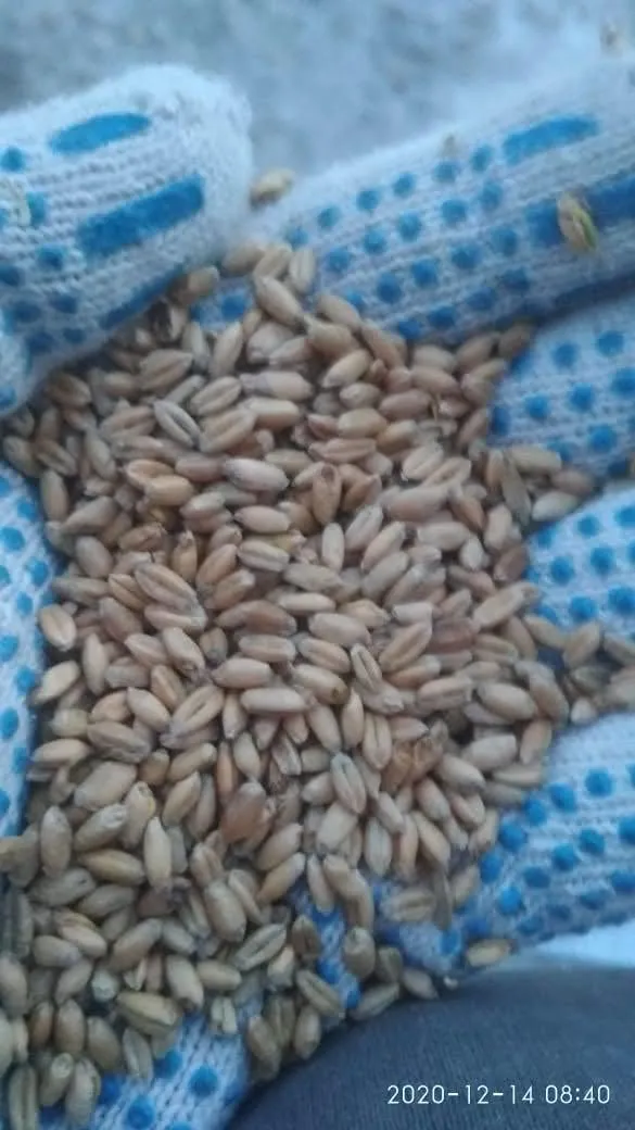 пшеница 3 класс в Тюмени