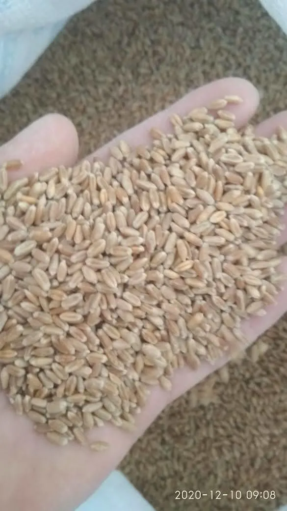 пшеница 4 класс в Тюмени