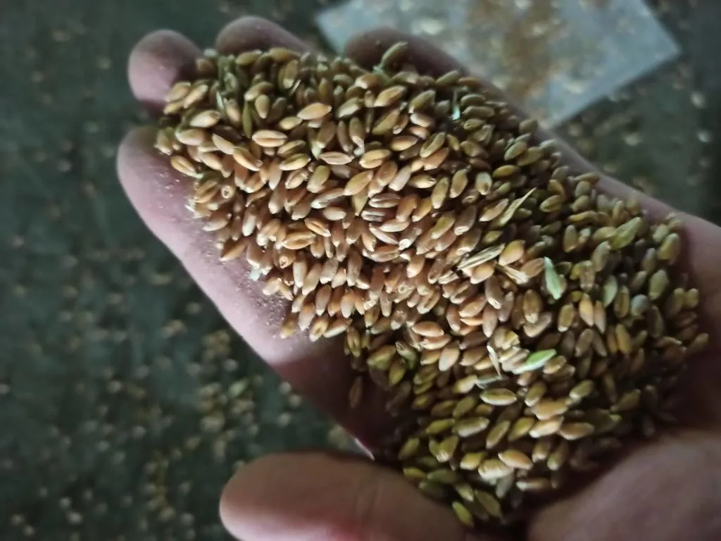 пшеница фуражная в Тюмени