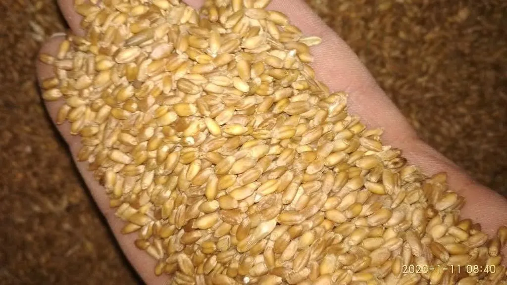 пшеница продовольственная в Тюмени