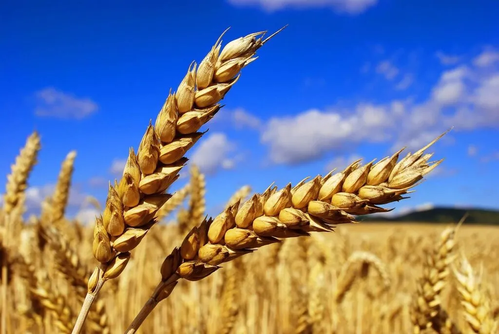 пшеница фуражная 500 тонн в Заводоуковск