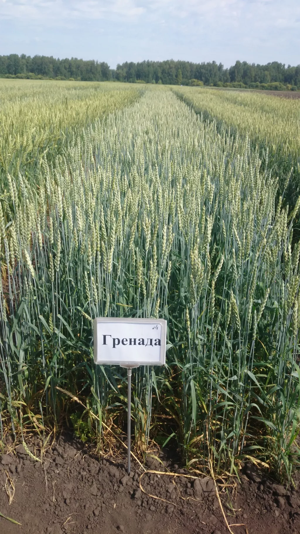 фотография продукта Семена пшеницы сорт "гренада" элита.
