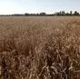 семена пшеницы 