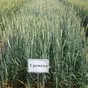 семена пшеницы 