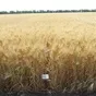 пшеница яровая 