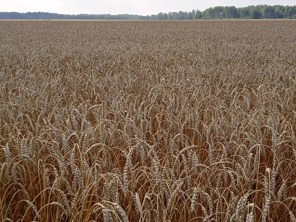 семена пшеницы мягкой яровой сорт тингер в Заводоуковск 2