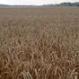 семена пшеницы мягкой яровой сорт тингер в Заводоуковск 2