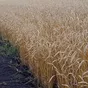 семена пшеницы мягкой яровой сорт тингер в Заводоуковск