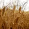 пшеница, ячмень, овес. в Челябинске