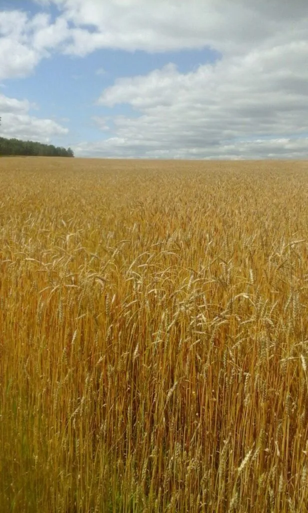семена пшеницы Омская 36 элита в Заводоуковск