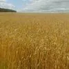 семена пшеницы Омская 36 элита в Заводоуковск