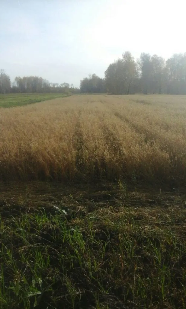 семена овса Талисман элита в Заводоуковск
