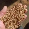 пшеница 5 класс в Тюмени