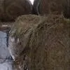 реализуем сено луговое в Тюмени 2