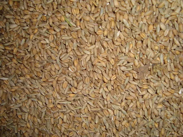 зерносмесь Дробленая (пшеница, Овес)  в Тюмени