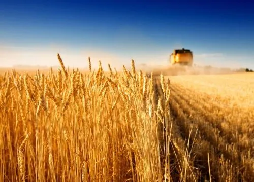 зерновые культуры(Пшеница,Овёс,Ячмень)   в Заводоуковск