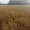 семена овса сорт Талисман элита в Заводоуковск