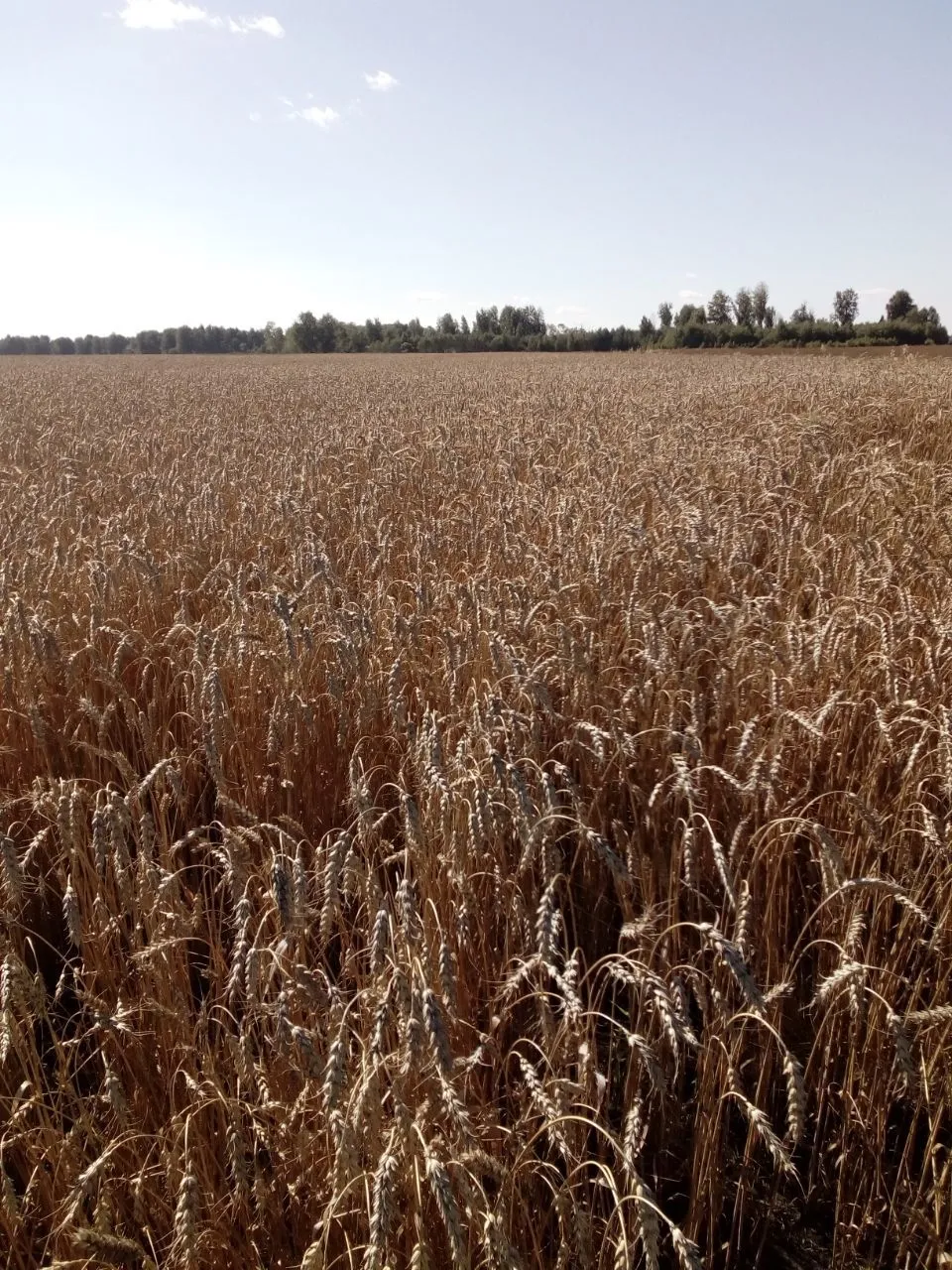 семена Пшеницы  Омская 36 Элита в Заводоуковск