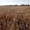 семена Пшеницы  Омская 36 Элита в Заводоуковск