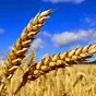 пшеница фуражная 500 тонн в Заводоуковск