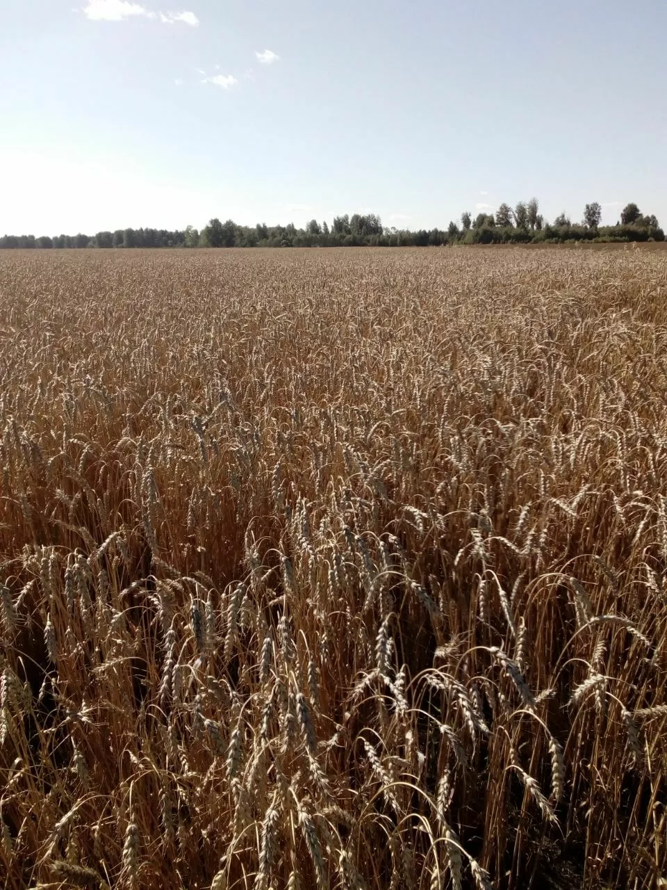фотография продукта Семена пшеницы "омская 36" элита
