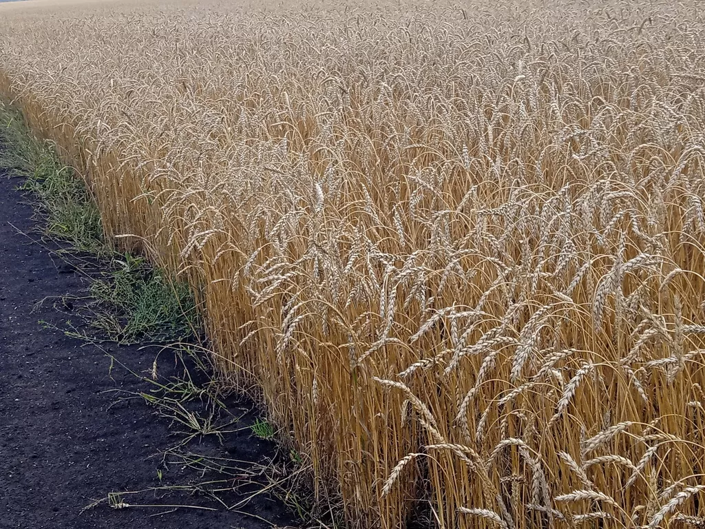 фотография продукта Семена пшеницы мягкой яровой сорт тингер