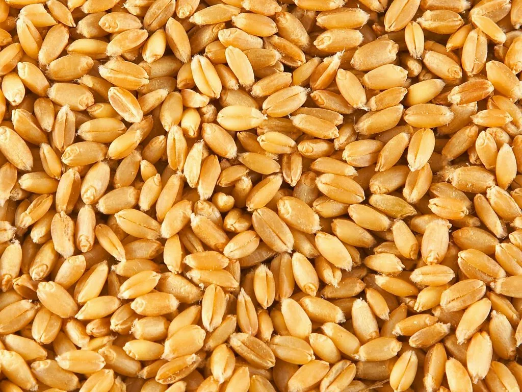 пшеница. класс 3. в Тюмени и Тюменской области